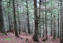 Rezervatia Naturala Padurea De Molid De La Macaria poza